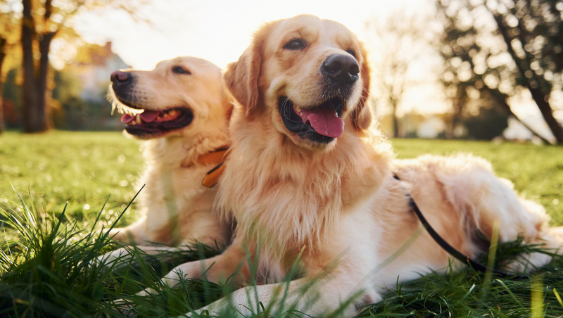 Pets