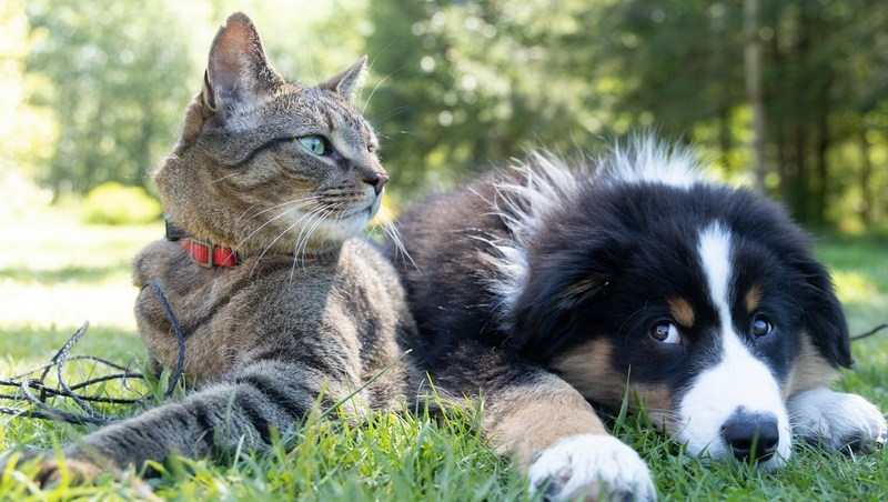 Pets