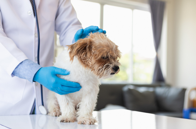Pas kod veterinara