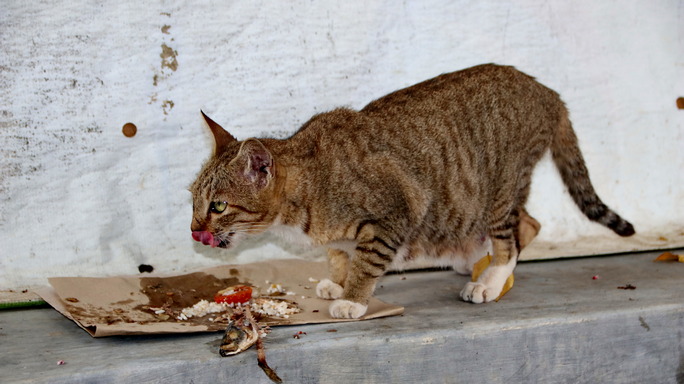Povracanje