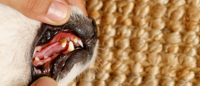 Dentalna