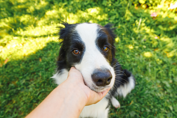 Temperament
